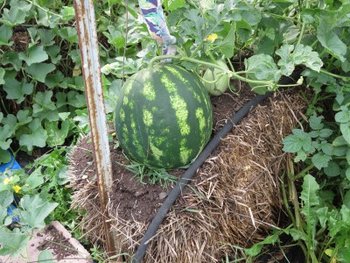 strawbale-garden-082512-melon-400x300.jpg