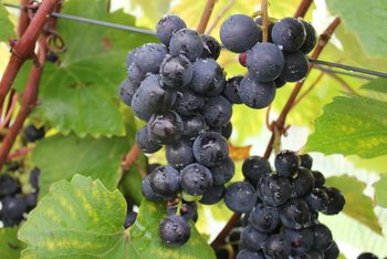 grapes-black-on-vine-drag.jpg