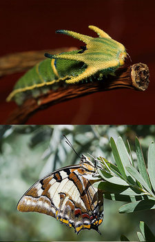 before_after_moth_05.jpg