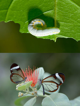 before_after_moth_09.jpg