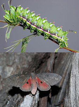 before_after_moth_14.jpg