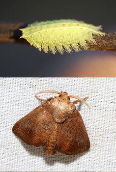 before_after_moth_15.jpg