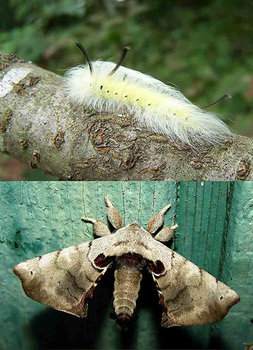 before_after_moth_17.jpg