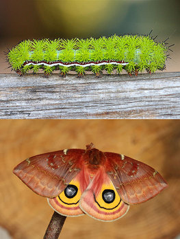 before_after_moth_18.jpg