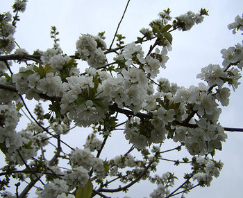 100_3095.jpg