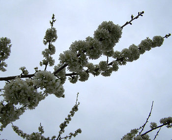 100_3106.jpg