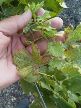 IMG_20190626_065537.jpg