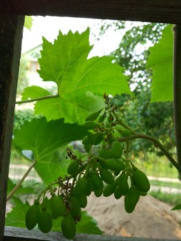 IMG_20160716_183108.jpg