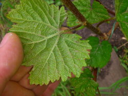 DSC_1242.JPG