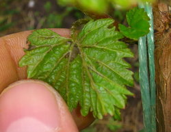 DSC_1244.JPG