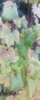 Сворачивание листьев винограда Цветочный фото.jpg