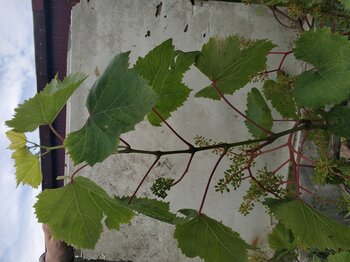 IMG_20240531_103315.jpg