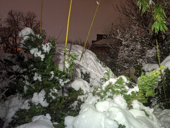 IMG_20240122_042346.jpg
