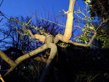 IMG_20240210_070819.jpg