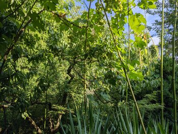 IMG_20240719_072829.jpg