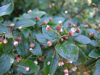 1024px-Iceland_Plants_4939.JPG