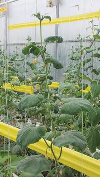 Cucumber-with-calcium-deficiency-550x978.jpg
