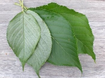 Sliver-Leaf.jpeg
