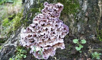 fruiting-bodies-silver-leaf-fungs.jpg