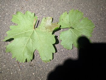 IMG_20250522_040841.jpg