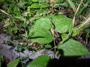 IMG_20250707_031711.jpg
