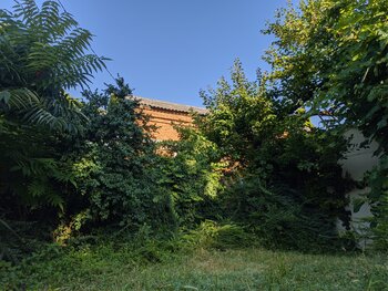 IMG_20250704_071238.jpg