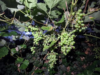 IMG_20250707_035919.jpg