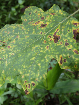 csm_Cercospora_leaf_spot_egg_plant__Cercospora_melongenae__5925d03341.jpeg
