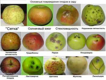 Основные-повреждения-яблок-в-саду.jpg