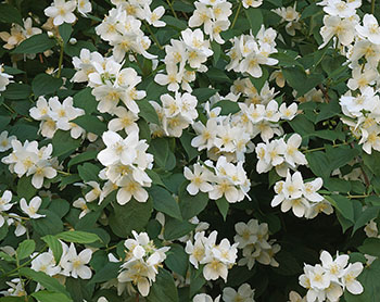 Philadelphus-coronarius.jpg