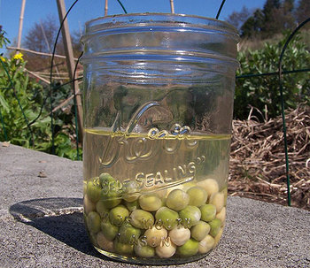 seed-soaking-peas.jpg