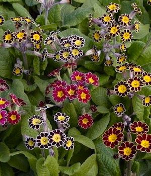primrose-victorian-laced.jpg