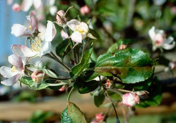 target.scab-of-apple.00.jpg